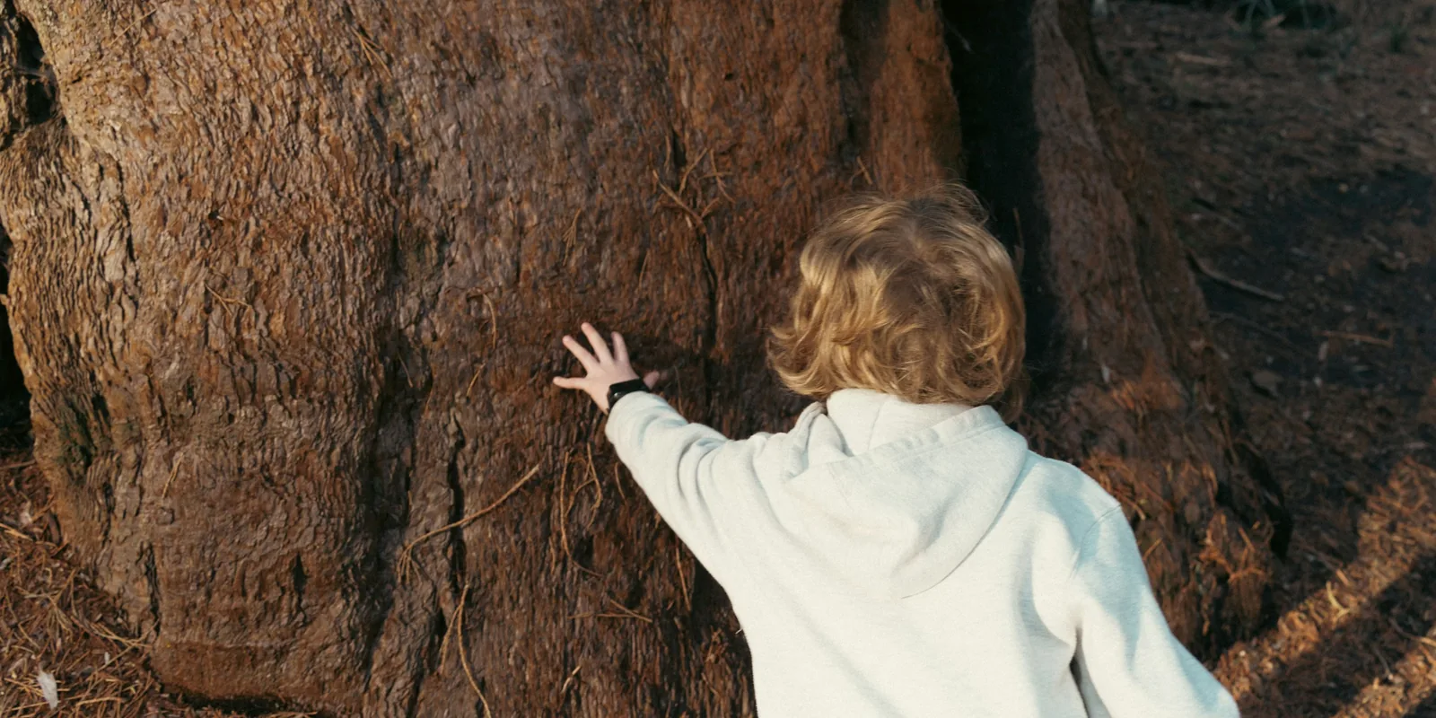 A young child in a white hoodie presses a hand against the bark of a large tree