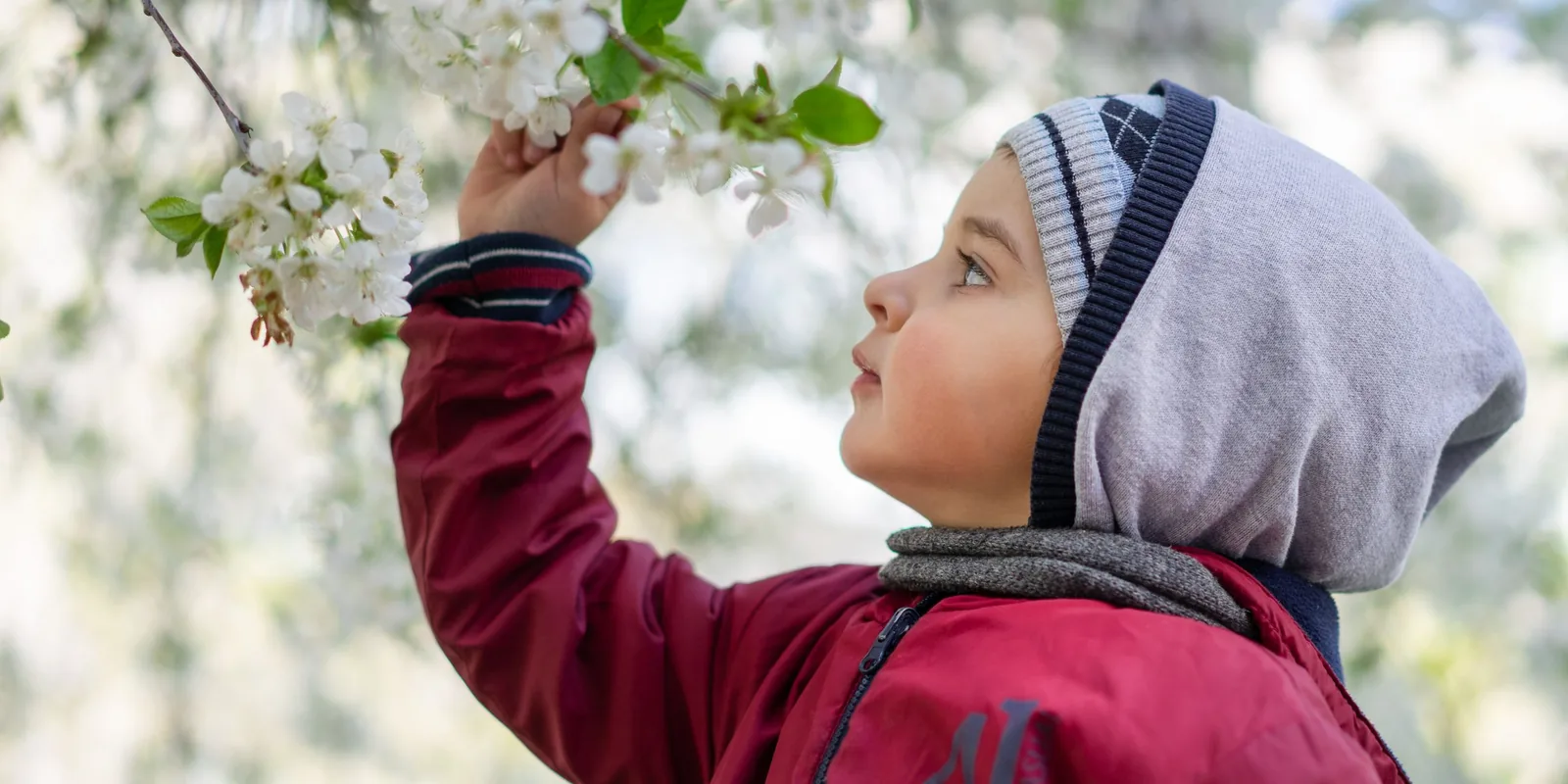 A young boy in a red coat and grey hood reaches up to touch white blossom on a branch