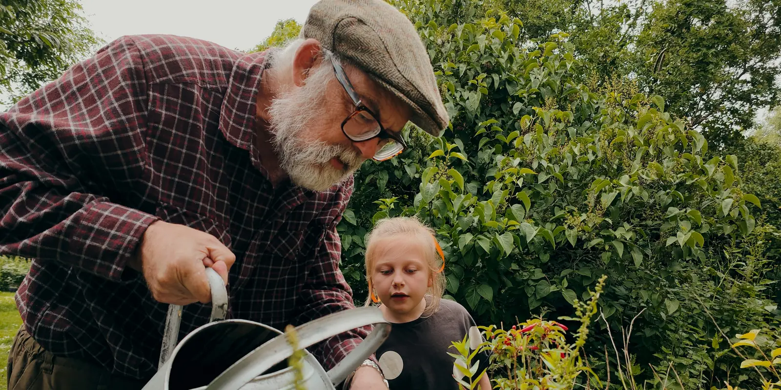 A bearded grandfather in a flat cap waters plants with a metal watering can while a young girl watches beside him